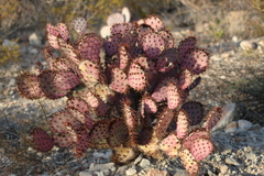 Opuntia macrocentra