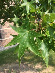 Liquidambar