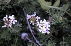 Glandularia tenera