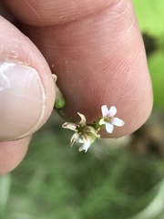 Boykinia occidentalis