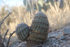 Echinocereus pectinatus pectinatus
