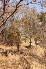 Croton gratissimus gratissimus