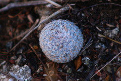 Escobaria tuberculosa