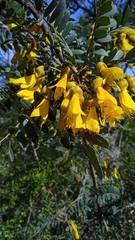 Sophora macrocarpa