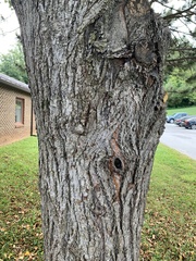 Crataegus phaenopyrum