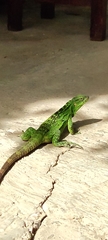 Ctenosaura pectinata