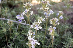Glandularia tenera
