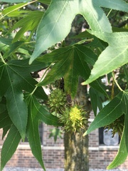 Liquidambar