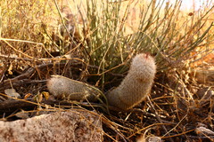 Mammillaria pottsii
