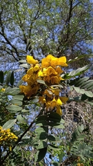 Sophora macrocarpa