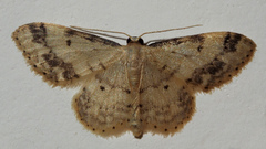 Idaea trigeminata