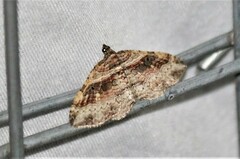 Costaconvexa centrostrigaria