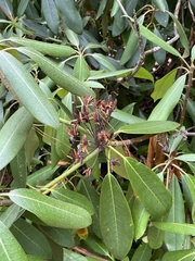 Rhododendron maximum