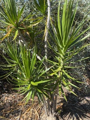 Yucca gigantea