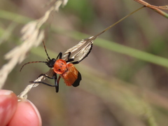 Chauliognathus profundus