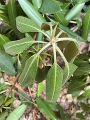 Rhododendron maximum