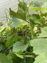 Vitis riparia