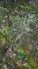Sophora macrocarpa