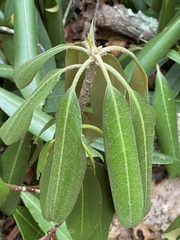 Rhododendron maximum