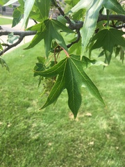 Liquidambar