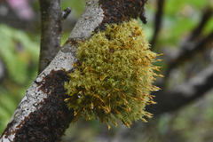 Ulota