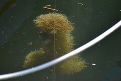 Amathia verticillata