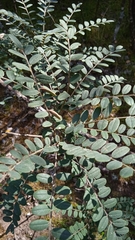 Sophora macrocarpa