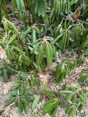 Rhododendron maximum