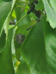 Pentatomidae