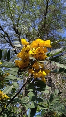 Sophora macrocarpa