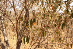 Croton gratissimus gratissimus