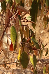 Croton gratissimus gratissimus