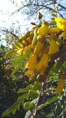 Sophora macrocarpa