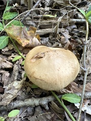 Lactarius quietus