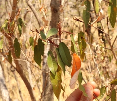 Croton gratissimus gratissimus