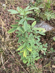 Melilotus albus