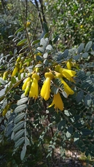 Sophora macrocarpa