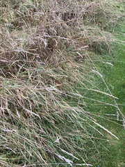 Elymus caninus