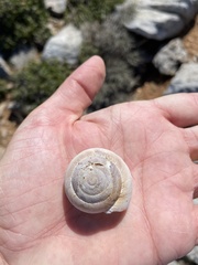Zonites pergranulatus