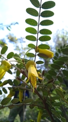 Sophora macrocarpa