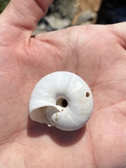 Zonites pergranulatus