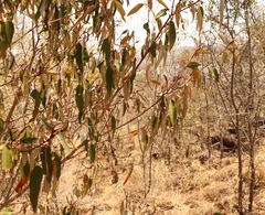 Croton gratissimus gratissimus