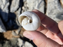 Zonites pergranulatus