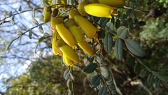 Sophora macrocarpa