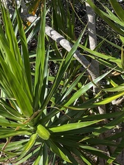 Yucca gigantea