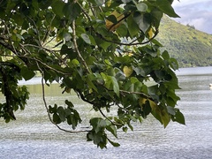 Thespesia populnea