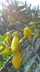 Sophora macrocarpa