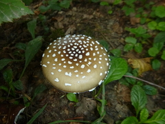 Amanita pantherina