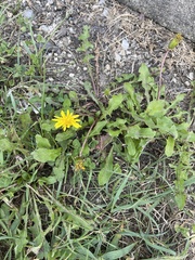 Taraxacum