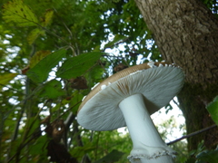 Amanita pantherina